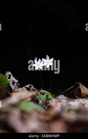 Two white wood anemone flowers with dried leaves in the foreground and a black background Stock Photo