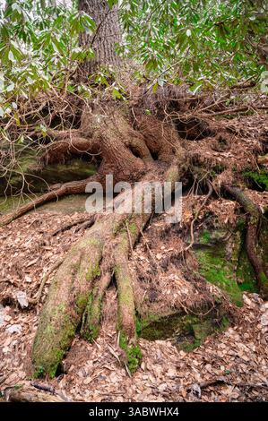 Large tree roots growing over a rock surrounded by dead leaves Stock Photo