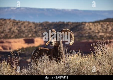 Male Bighorn Sheep (Ram) at Colorado National Monument outside of Grand Junction Colorado. Stock Photo