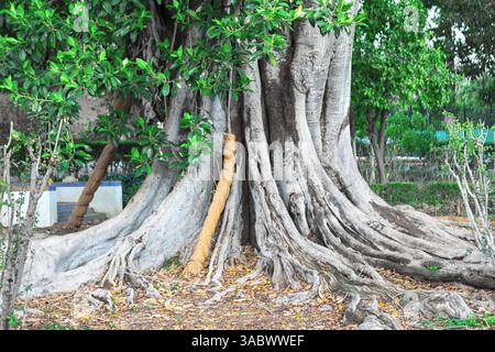 Ancient tree with a massive trunk and sprawling root system that spreads across ground. Textured bark and lush green foliage convey tree vitality Stock Photo