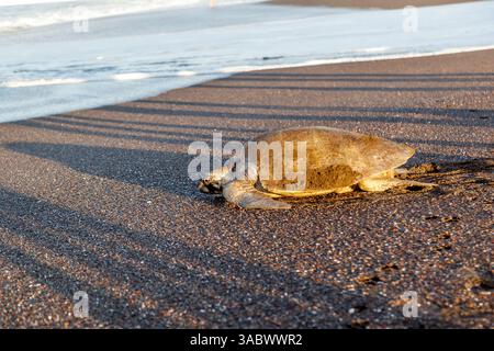 An olive ridley sea turtle (Lepidochelys olivacea) returning to the sea after laying eggs on the beach in the morning in Costa Rica Stock Photo