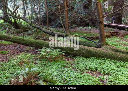 Redwood trees in Muir Woods National Monument in Marin County, California, USA. Stock Photo