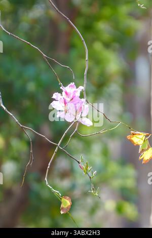 flowers and tree branchs against clean sky Stock Photo
