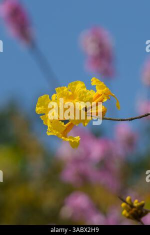 flowers and tree branchs against clean sky Stock Photo