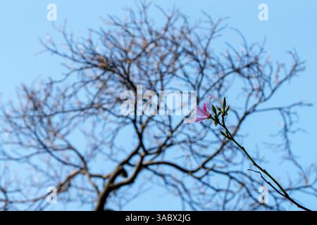 flowers and tree branchs against clean sky Stock Photo