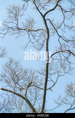 tree branchs against clean sky Stock Photo
