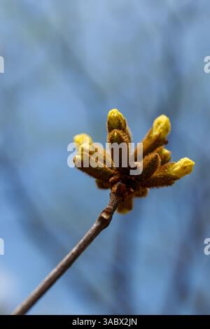 flowers and tree branchs against clean sky Stock Photo