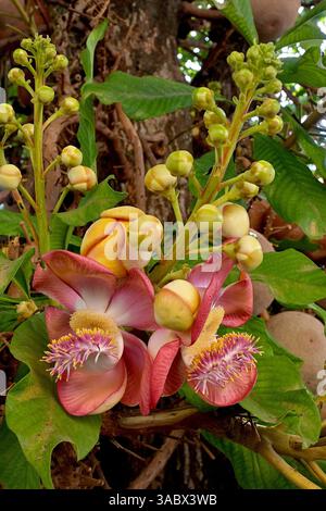 The Cannonball tree, Couroupita guianensis, has hooded flowers resembling the nagas of Hindu mythology, and is venerated in India and Sri Lanka Stock Photo
