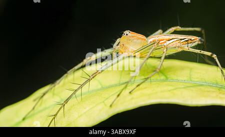 Captivating macro shot of a lynx spider perched on a vibrant green leaf, showcasing its spiny legs and intricate markings against a dark background Stock Photo