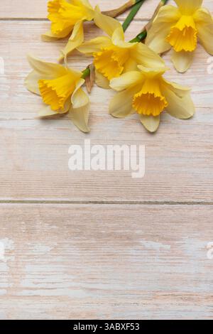 Daffodils arranged on a white wooden background creating a spring border with copy space Stock Photo