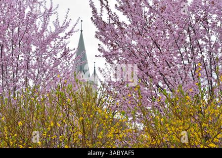 Flowering trees of Prunus cerasifera nigra among bushes of Forsythia viridissima in the gardens of the citadel of Targu Mures in early spring Stock Photo