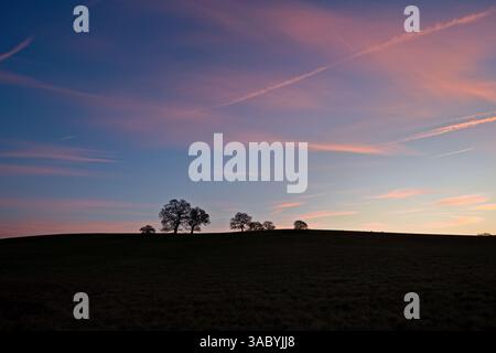 Sunrise with oak trees silhouetted on a hill top Stock Photo