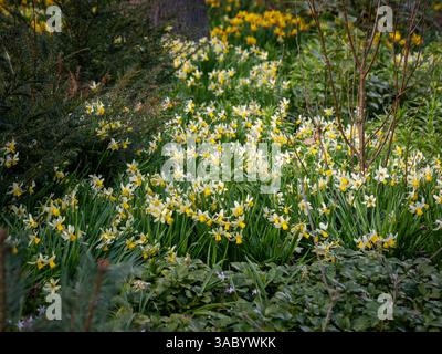 Narcissus ‘Winter Waltz’ with swept-back white petals and a long yellow trumpet, blooming in a woodland garden on a sunny spring day. Stock Photo