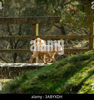 Blonde cockapoo dog walking across a wooden footbridge at Ogden Country Park on a sunny day. Stock Photo