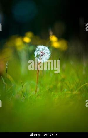 Dreamy Dandelion with Colorful Bokeh Background Stock Photo