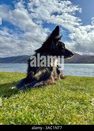 Black and White Photo of Dog Profile on Trail Stock Photo - Alamy