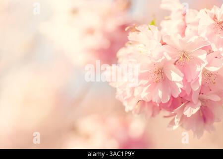 Pink cherry blossoms background. Images of Spring.Traditional Japanese Flowers Stock Photo