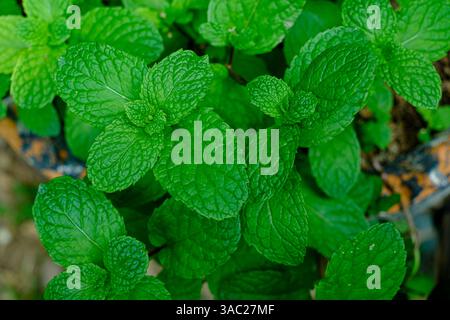 Close-up of fresh mint leaves with vibrant green color and aromatic texture Stock Photo
