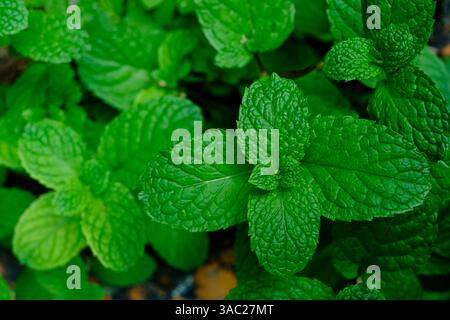 Close-up of fresh mint leaves with vibrant green color and aromatic texture Stock Photo