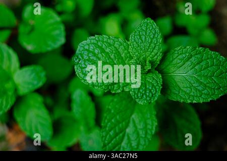 Close-up of fresh mint leaves with vibrant green color and aromatic texture Stock Photo
