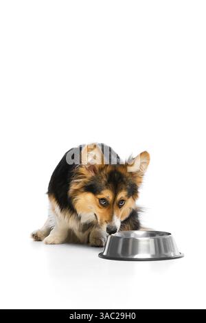 Hungry welsh Corgi sniffing shiny metal bowl while crouching against white background. Concept of pet nutrition Stock Photo