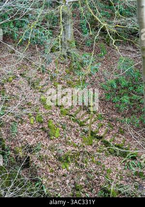 Ancient steps partially buried by leaves and moss in an English Wood. Stock Photo