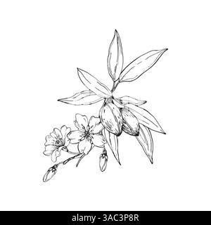 Almond branch vector illustration hand drawn with ink. Leaves, flowers and fruits of the walnut tree Stock Vector