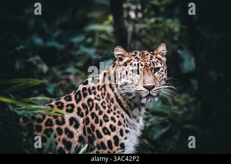 Leopard stare Stock Photo