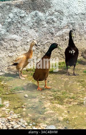 Three domestic ducks standing on muddy ground near a concrete wall inside a zoo enclosure Stock Photo