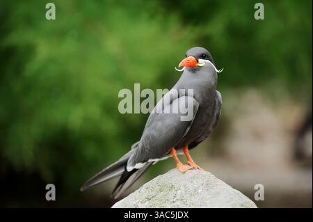 Inca Tern (Larosterna inca) | Inkaseeschwalbe (Larosterna inca) Stock Photo