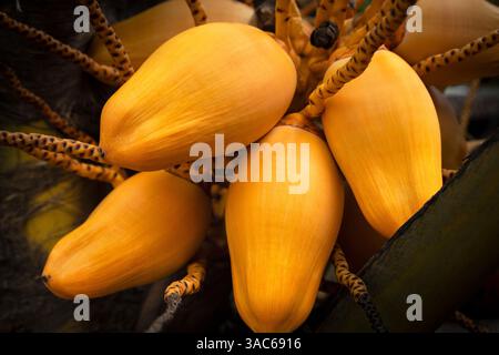 Yellow coconuts growing in clusters on a palm tree, surrounded by vibrant  fronds in a tropical environment Stock Photo