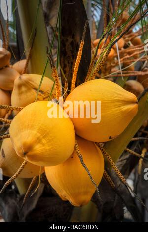 Ripe yellow coconuts growing in clusters on a palm tree, surrounded by vibrant  fronds in a tropical environment Stock Photo