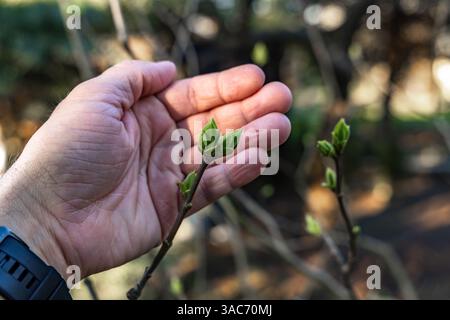A small apple blossom bud in the hands of a gardener, protecting young flowering trees from frost, a gardener tending to fruit trees Stock Photo
