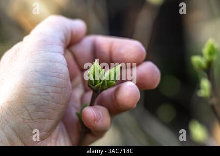 A small apple blossom bud in the hands of a gardener, protecting young flowering trees from frost, a gardener tending to fruit trees Stock Photo