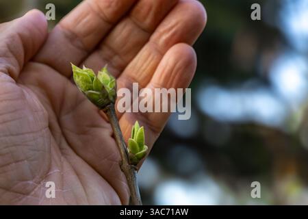 A small apple blossom bud in the hands of a gardener, protecting young flowering trees from frost, a gardener tending to fruit trees Stock Photo