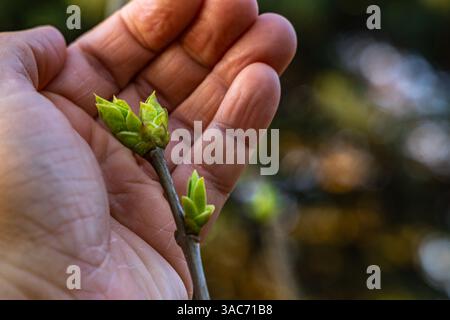 A small apple blossom bud in the hands of a gardener, protecting young flowering trees from frost, a gardener tending to fruit trees Stock Photo