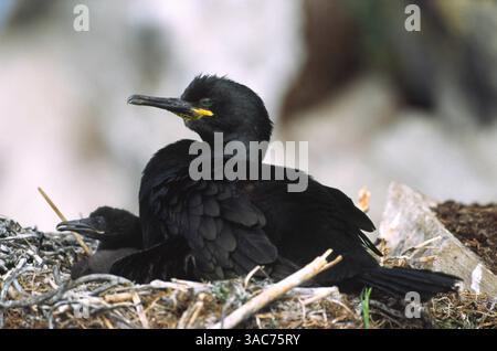 Jun 06, 2002; Hornoya, Varanger Peninsula, NORWAY; The SHAG (Phalacrocorax aristotelis) is distributed around the coast of northern and western Europe, north Africa and the Mediterranean and into the Black Sea. It never moves far away from the coast and compared to the Cormorant, it prefers more sheltered nest sites. It feeds almost entirely on fish usually diving from the surface and often with a slight leap into the air. Stock Photo