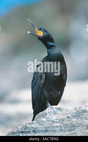Jun 28, 2002; Runde, NORWAY ; The SHAG (Phalacrocorax aristotelis) is distributed around the coast of northern and western Europe, north Africa and the Mediterranean and into the Black Sea. It never moves far away from the coast and prefers more sheltered nest sites. It feeds almost entirely on fish usually diving from the surface and often with a slight leap into the air. Stock Photo