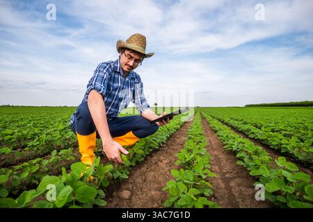Agricultural worker is cultivating soybean. He is using digital tablet and examining plants. Stock Photo