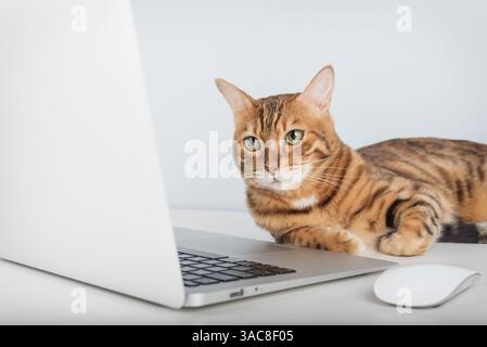 A spotted Bengal cat curiously looks at a laptop on a white desk. Ideal for remote work themes, pet-friendly workplace concepts, and advertising pet t Stock Photo