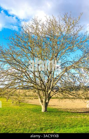 Deciduous Walnut (Juglans regina) tree, leafless in early Spring - Boussay, Indre-et-Loire (37), France. Stock Photo
