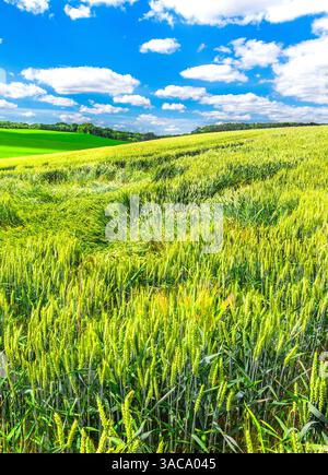 Wheat field on rolling countryside in the sud-Touraine area of central France - Indre-et-Loire (37), France. Stock Photo