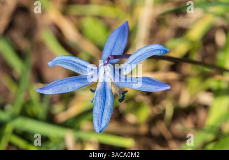 A vivid display of delicate blue spring flowers emerging amidst fallen leaves, symbolising renewal, beauty, and the transition from winter to spring i Stock Photo