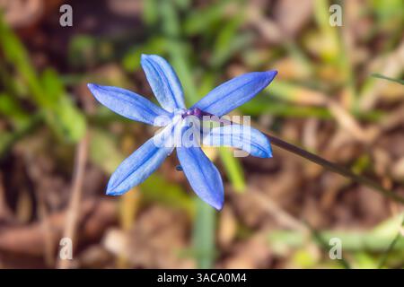 A vivid display of delicate blue spring flowers emerging amidst fallen leaves, symbolising renewal, beauty, and the transition from winter to spring i Stock Photo
