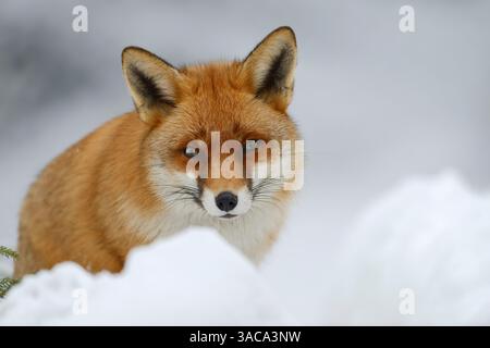Red Fox (Vulpes vulpes) in winter, Germany | Rotfuchs (Vulpes vulpes) im Winter, Bayern, Deutschland Stock Photo