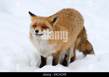Red Fox (Vulpes vulpes) in winter, Germany | Rotfuchs (Vulpes vulpes) im Winter, Bayern, Deutschland Stock Photo