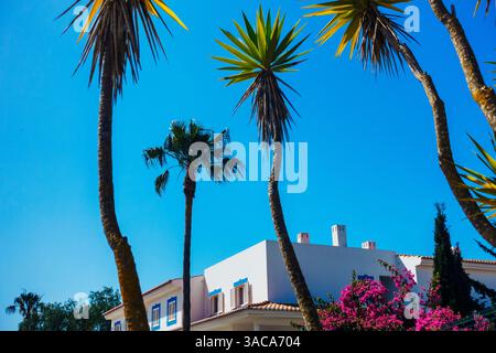White painted building with palm trees & blue sky, Lagos, Algarve, Portugal Stock Photo