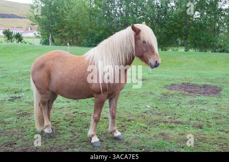The Icelandic horse with farm in background in Iceland. The Icelandic horse is a breed of horse developed in Iceland Stock Photo