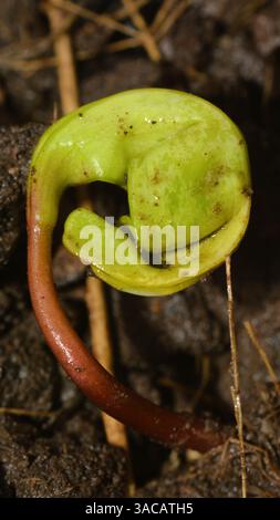 Closeup of a new maple tree sprout emerging from seed in the warming spring soil. Stock Photo