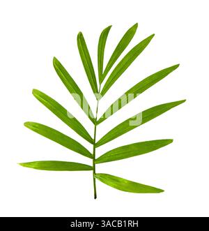 Howea palm tree leaf isolated on white background. Green leaves of palm tree isolated on white background with clipping path. Stock Photo